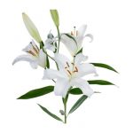 lily_oriental-white-2-600x600_1