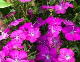 Investigating the Background and Importance of Chartreuse