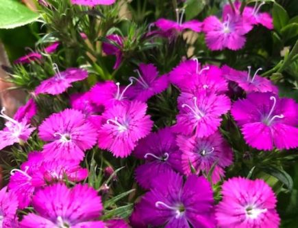 Investigating the Background and Importance of Chartreuse