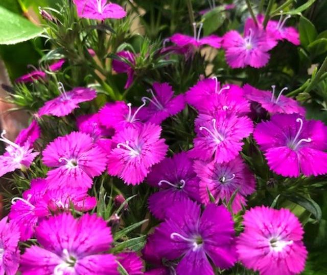 Investigating the Background and Importance of Chartreuse