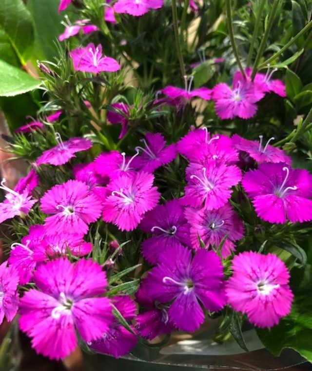 Investigating the Background and Importance of Chartreuse